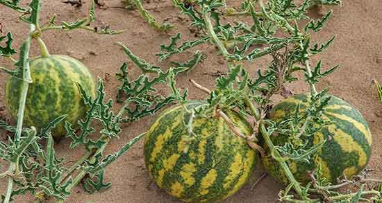 هندوانه کوهی برای لاغری و خاصیت هندوانه کوهی برای چربی سوزی شکم هندوانه کوهی برای لاغری ؛ خاصیت هندوانه کوهی برای چربی سوزی شکم