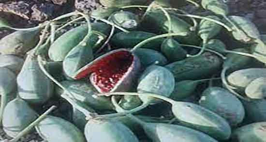 هندوانه کوهی چه خواصی دارد ؛ خواص و عوارض مصرف هندوانه کوهی هندوانه کوهی چه خواصی دارد ؛ خواص و عوارض مصرف هندوانه کوهی