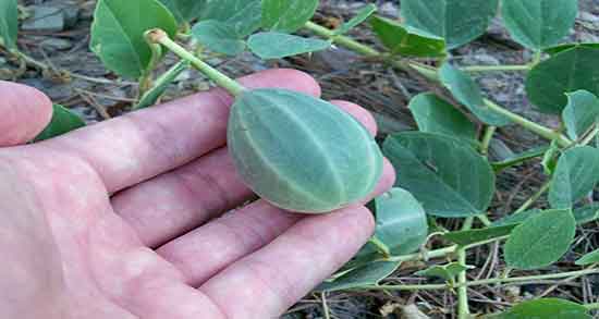 هندوانه کوهی چیست و ایا هندوانه کوهی همان هندوانه ابوجهل است هندوانه کوهی چیست ؛ ایا هندوانه کوهی همان هندوانه ابوجهل است