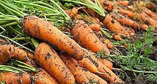 هویج برای دیابت و ایا خوردن هویج پخته برای کنترل دیابت مفیده هویج برای دیابت ؛ ایا خوردن هویج پخته برای کنترل دیابت مفیده