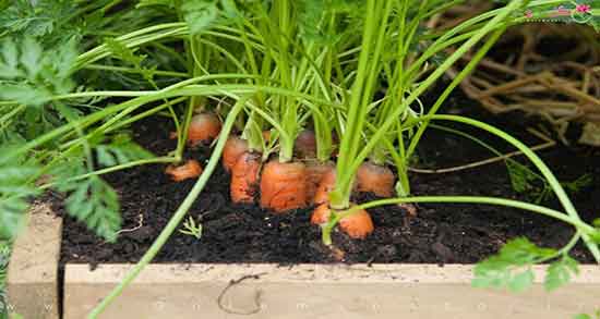 هویج برای رفلاکس معده و ایا مصرف هویج برای رفلاکس معده مفیده هویج برای رفلاکس معده ؛ ایا مصرف هویج برای رفلاکس معده مفیده