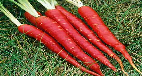 هویج در شیردهی و خاصیت مصرف هویج در دوران شیردهی زنان هویج در شیردهی ؛ خاصیت مصرف هویج در دوران شیردهی زنان