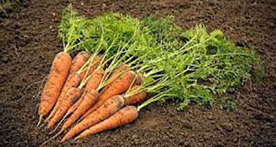 هویج فرنگی زردک و فرق هویج فرنگی با زردک برای استفاده چیست هویج فرنگی زردک ؛ فرق هویج فرنگی با زردک برای استفاده چیست