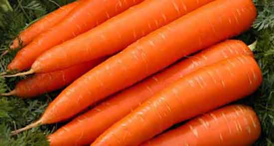 هویج و کبد چرب و فواید مصرف هویج پخته برای درمان کبد چرب هویج و کبد چرب ؛ فواید مصرف هویج پخته برای درمان کبد چرب