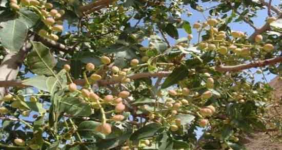 پسته در مناطق سردسیر و آیا می توان پسته را در مناطق سردسیر پرورش داد؟ پسته در مناطق سردسیر ؛ آیا می توان پسته را در مناطق سردسیر پرورش داد؟