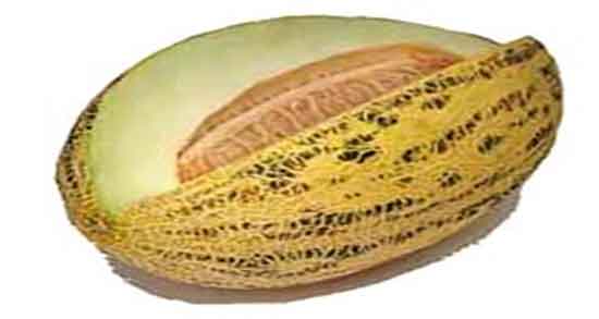 پوست خربزه برای خرگوش ؛ ایا پوست خربزه برای خرگوش خوب است پوست خربزه برای خرگوش ؛ ایا پوست خربزه برای خرگوش خوب است