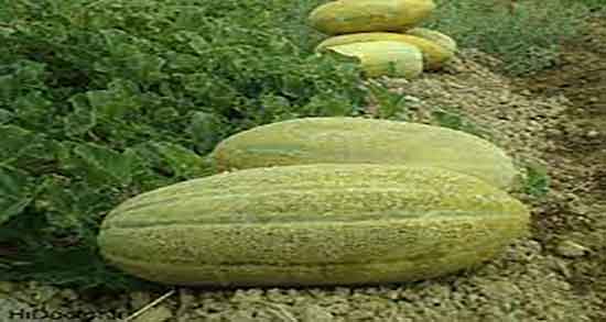 پوست خربزه برای صورت ؛ فواید مصرف ماسک پوست خربزه برای صورت پوست خربزه برای صورت ؛ فواید مصرف ماسک پوست خربزه برای صورت