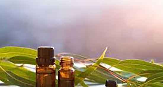 پوست درخت اکالیپتوس و پوست درخت اکالیپتوس در کجا یافت می شود پوست درخت اکالیپتوس ؛ پوست درخت اکالیپتوس در کجا یافت می شود