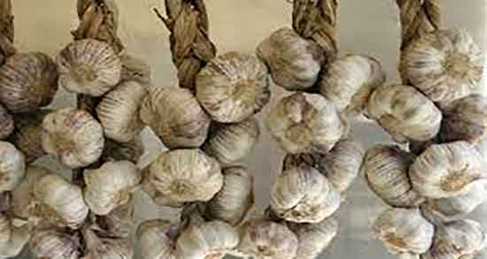 پوست سیر برای گلدان و ایا پوست سیر برای تقویت خاک گلدان مفیده پوست سیر برای گلدان ؛ ایا پوست سیر برای تقویت خاک گلدان مفیده