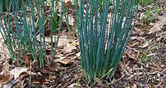 پیاز کوهی برای زنان باردار ؛ ایا خوردن پیاز کوهی برای زنان باردار مفیده پیاز کوهی برای زنان باردار ؛ ایا خوردن پیاز کوهی برای زنان باردار مفیده