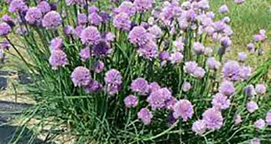 پیاز کوهی برای چی خوبه ؛ خوردن پیاز کوهی و کنترل فشار خون بالا پیاز کوهی برای چی خوبه ؛ خوردن پیاز کوهی و کنترل فشار خون بالا