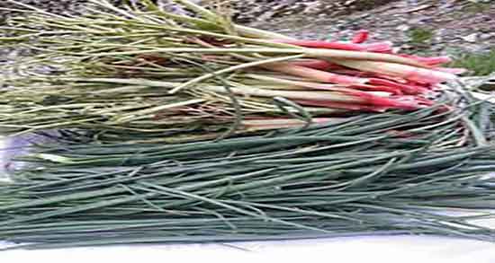 پیاز کوهی خشک شده ؛ دستور تهیه خشک کردن پیاز کوهی در منزل پیاز کوهی خشک شده ؛ دستور تهیه خشک کردن پیاز کوهی در منزل