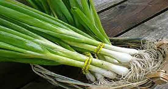 پیاز کوهی در بارداری و ایا خوردن پیاز کوهی در بارداری بچه را پسر میکند پیاز کوهی در بارداری ؛ ایا خوردن پیاز کوهی در بارداری بچه را پسر میکند