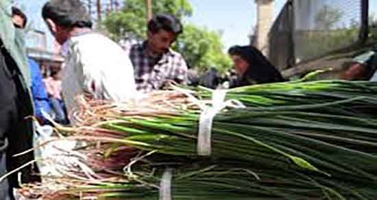 پیاز کوهی در چه غذاهایی استفاده میشود ؛ مصرف پیاز کوهی در انواع کوکو پیاز کوهی در چه غذاهایی استفاده میشود ؛ مصرف پیاز کوهی در انواع کوکو