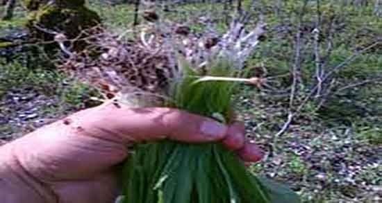 پیاز کوهی و خواص آن و خاصیت ضد سرطانی پیاز کوهی برای بدن انسان پیاز کوهی و خواص آن ؛ خاصیت ضد سرطانی پیاز کوهی برای بدن انسان