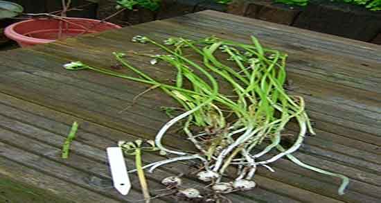 پیاز کوهی چیست و پیاز کوهی در چه غذاهایی استفاده میشود پیاز کوهی چیست ؛ پیاز کوهی در چه غذاهایی استفاده میشود