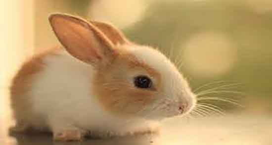 چرا گوشت خرگوش حرام است ؛ حلال یا حرام بودن گوشت خرگوش چرا گوشت خرگوش حرام است ؛ حلال یا حرام بودن گوشت خرگوش