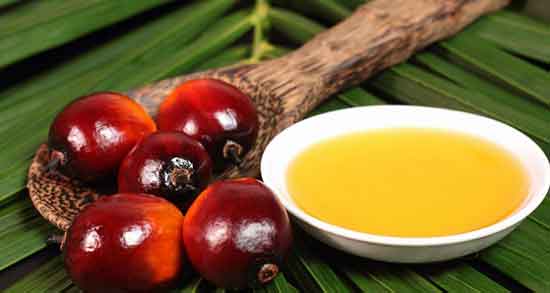 چطور روغن هسته خرما بگیریم و چگونه روغن هسته خرما در خانه بگیریم چطور روغن هسته خرما بگیریم ؛ چگونه روغن هسته خرما در خانه بگیریم