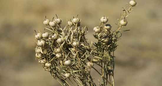 چگونه با اسپند لاغر شویم و بهترین زمان خوردن اسپند برای لاغری چگونه با اسپند لاغر شویم ؛ بهترین زمان خوردن اسپند برای لاغری