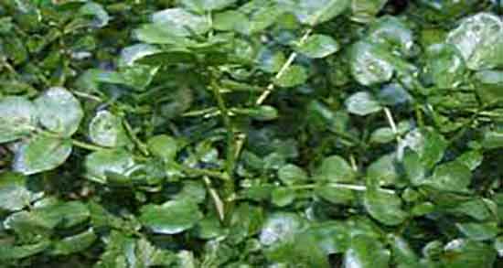 کالری آب تره و میزان درصد یک لیوان اب تره برای بدن انسان چقدره کالری آب تره ؛ میزان درصد یک لیوان اب تره برای بدن انسان چقدره