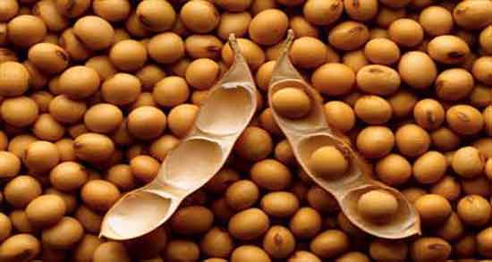 کالری آجیل سویا ؛ چه میزان کالری در آجیل سویا وجود دارد کالری آجیل سویا ؛ چه میزان کالری در آجیل سویا وجود دارد