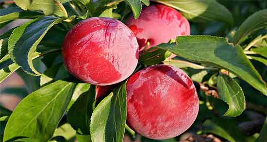 کالری آلو قرمز ؛ چه میزان کالری در آلو قرمز وجود دارد کالری آلو قرمز ؛ چه میزان کالری در آلو قرمز وجود دارد