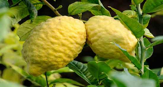 کالری بالنگ و چه میزان کالری در بالنگ وجود دارد کالری بالنگ ؛ چه میزان کالری در بالنگ وجود دارد