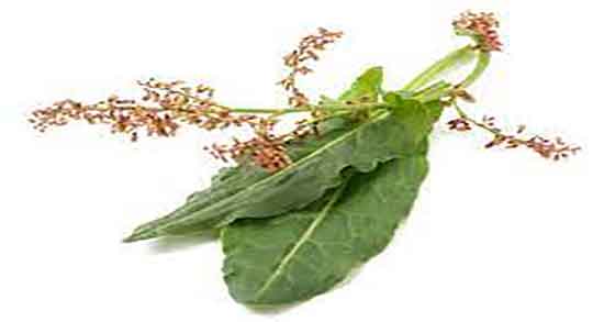 کالری ترشک و میزان کالری و انرژی یک لیوان ترشک برای بدن چقدره کالری ترشک ؛ میزان کالری و انرژی یک لیوان ترشک برای بدن چقدره