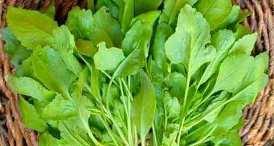 کالری تره تیزک و میزان کالری یک لیوان تره تیزک خشک شده برای بدن کالری تره تیزک ؛ میزان کالری یک لیوان تره تیزک خشک شده برای بدن