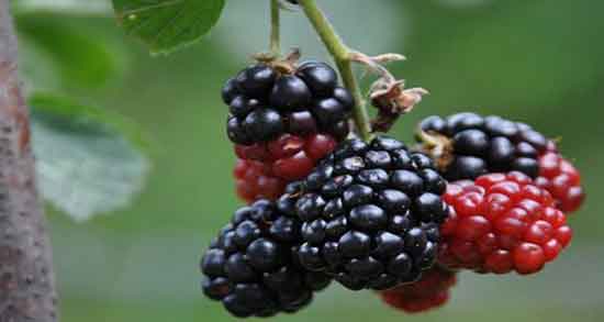 کالری تمشک و چه میزان کالری در ۱۰۰ گرم تمشک وجود دارد کالری تمشک ؛ چه میزان کالری در 100 گرم تمشک وجود دارد