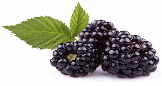 کالری توت سیاه ؛ چه میزان کالری در ۱۰۰ گرم توت سیاه وجود دارد کالری توت سیاه ؛ چه میزان کالری در 100 گرم توت سیاه وجود دارد