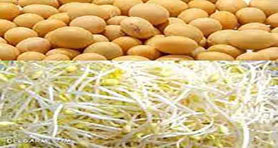 کالری جوانه سویا ؛ مقدار کالری جوانه سویا برای وعده غذایی چقدره کالری جوانه سویا ؛ مقدار کالری جوانه سویا برای وعده غذایی چقدره