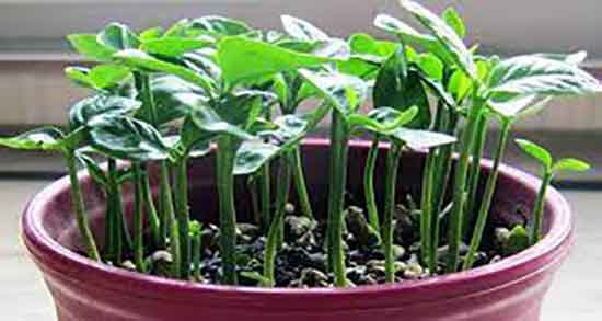 کالری جوانه لوبیا ؛ میزان کالری جوانه لوبیا برای لاغری بدن چقدره کالری جوانه لوبیا ؛ میزان کالری جوانه لوبیا برای لاغری بدن چقدره