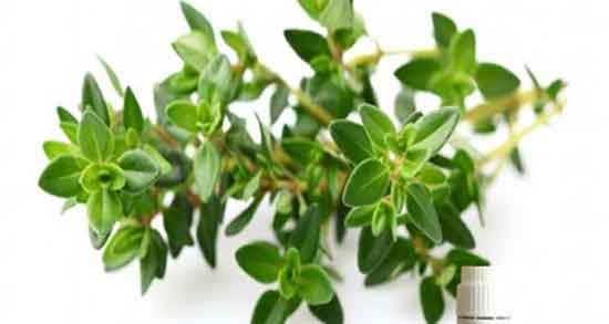 کالری روغن آویشن و مصرف روغن اویشن در غذا چه مقدار کالری دارد کالری روغن آویشن ؛ مصرف روغن اویشن در غذا چه مقدار کالری دارد