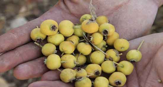 کالری زالزالک و چه میزان کالری در زالزالک وجود دارد کالری زالزالک ؛ چه میزان کالری در زالزالک وجود دارد