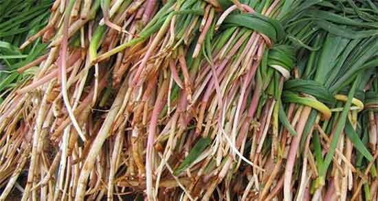 کالری شنگ و میزان کالری یک لیوان شنگ پخته شده برای بدن چقدره کالری شنگ ؛ میزان کالری یک لیوان شنگ پخته شده برای بدن چقدره