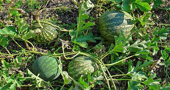 کالری هندوانه کوهی و مقدار کالری هندوانه کوهی برای بدن انسان چقدره کالری هندوانه کوهی ؛ مقدار کالری هندوانه کوهی برای بدن انسان چقدره