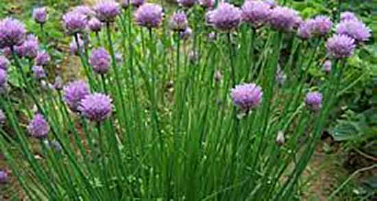 کالری پیاز کوهی و مقدار مصرف یک حلقه پیاز کوهی برای غذا چقدره کالری پیاز کوهی ؛ مقدار مصرف یک حلقه پیاز کوهی برای غذا چقدره