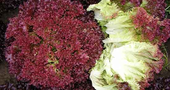 کالری کاهو فرانسوی ؛ میزان کالری یک برگ کاهوی فرانسوی چقدره کالری کاهو فرانسوی ؛ میزان کالری یک برگ کاهوی فرانسوی چقدره