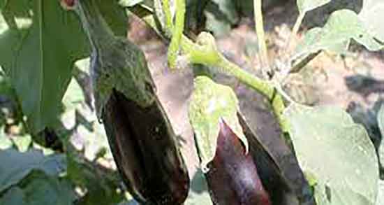 کالری کلاهک بادمجان ؛ میزان کالری کلاهک بادمجان پخته چقدر است کالری کلاهک بادمجان ؛ میزان کالری کلاهک بادمجان پخته چقدر است