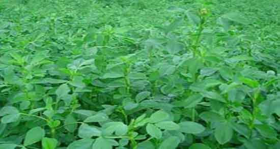 کالری یونجه و جدول ارزش غذایی یونجه خشک برای بدن چقدر است کالری یونجه ؛ جدول ارزش غذایی یونجه خشک برای بدن چقدر است