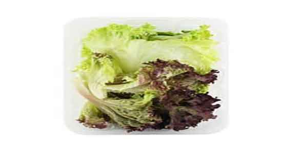 کاهو فرانسوی با ریشه ؛ کاشت کاهو فرانسوی با ریشه در زمین کشاورزی کاهو فرانسوی با ریشه ؛ کاشت کاهو فرانسوی با ریشه در زمین کشاورزی