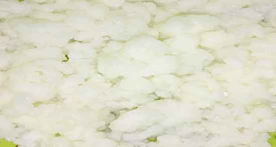 کفیر در طب سنتی و خوردن کفیر در دوغ از نظر طب سنتی چگونه است کفیر در طب سنتی ؛ خوردن کفیر در دوغ از نظر طب سنتی چگونه است