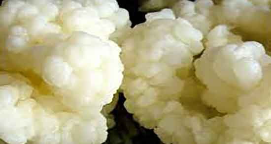 کفیر و خواص آن و خاصیت مصرف کفیر تازه برای بدن انسان چیست کفیر و خواص آن ؛ خاصیت مصرف کفیر تازه برای بدن انسان چیست