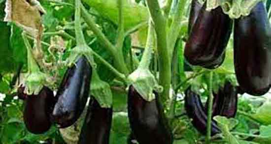 کلاهک بادمجان برای دیابت خوبه ؛ خواص کلاهک بادمجان برای قند خون کلاهک بادمجان برای دیابت خوبه ؛ خواص کلاهک بادمجان برای قند خون