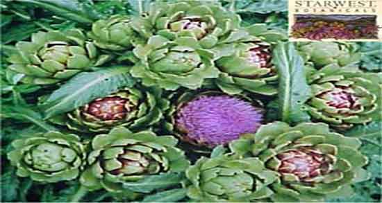 کنگر فرنگی در کجا یافت میشود ؛ خرید گنکر فرنگی در فروشگاه اینترنتی کنگر فرنگی در کجا یافت میشود ؛ خرید گنکر فرنگی در فروشگاه اینترنتی