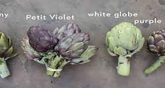 کنگر فرنگی و لاغری ؛ ایا خوردن کنگر فرنگی برای چربی سوزی مفیده کنگر فرنگی و لاغری ؛ ایا خوردن کنگر فرنگی برای چربی سوزی مفیده