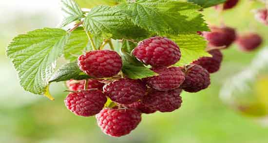 کیا با برگ تمشک قرمز باردار شدن و تاثیر برگ تمشک قرمز برای بارداری کیا با برگ تمشک قرمز باردار شدن ؛تاثیر برگ تمشک قرمز برای بارداری