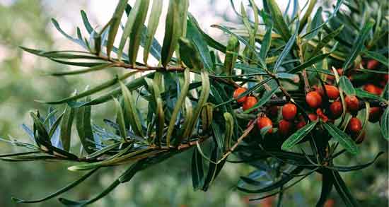 گل سنجد برای بارداری و بررسی خواص و مضرات گل سنجد برای زن باردار گل سنجد برای بارداری ؛ بررسی خواص و مضرات گل سنجد برای زن باردار