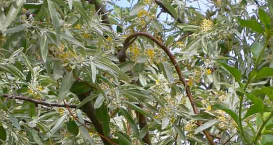 گل سنجد برای مردان و خواص و مضرات مصرف گل سنجد برای سلامت مردان گل سنجد برای مردان ؛ خواص و مضرات مصرف گل سنجد برای سلامت مردان